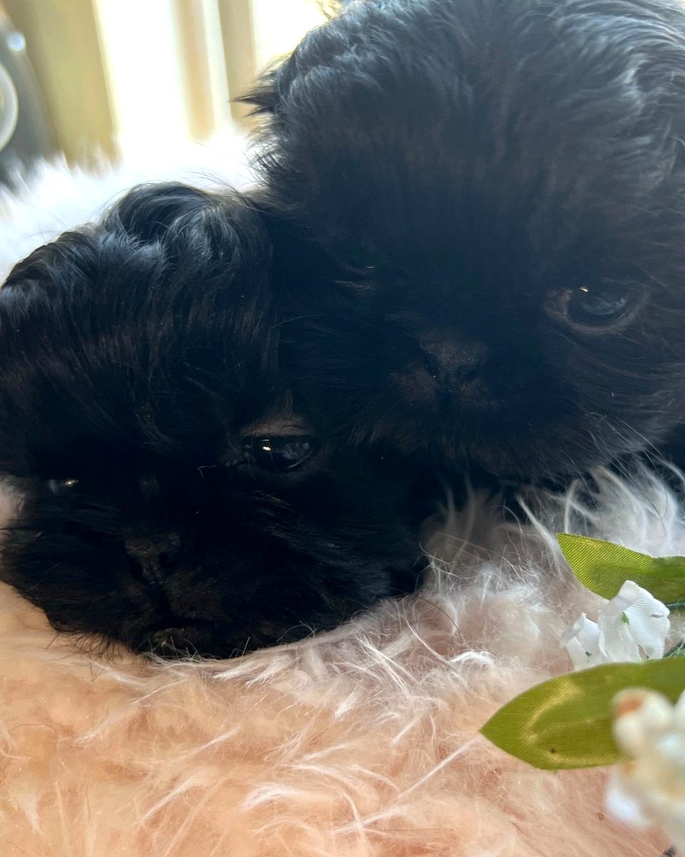 Two black Shih Tzu puppies resting together on a fluffy pink bed — photo from client site Sherman’s Shih Tzu Puppies
