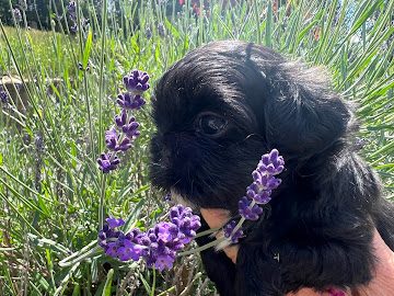 Shih Tzu puppy from Sherman's Shih Tzu Puppies among lavender